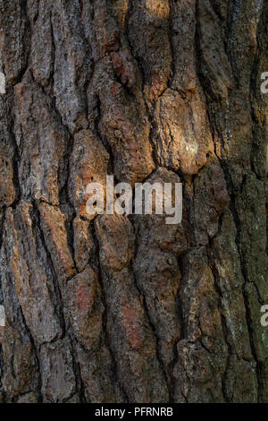 Pino modello di pelle Foto Stock