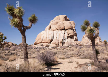 Stati Uniti, California, Joshua Tree National Park, Yucca brevifolia (alberi di Joshua) a valle nascosta Foto Stock