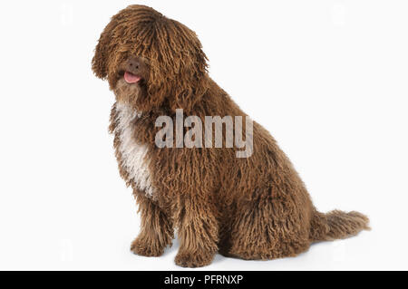 Ansimando marrone e bianco curly rivestite con acqua spagnolo cane (Perro de Agua Espanol) seduta Foto Stock