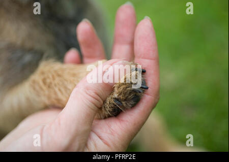 Mano che tiene un border terrier di zampe, close-up Foto Stock