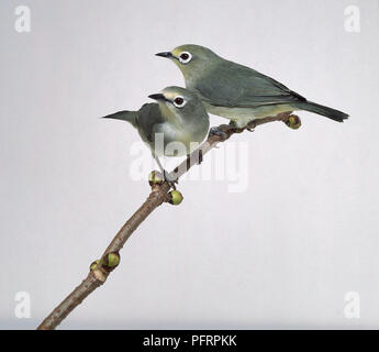 Oriental bianco-eye (Zosterops palpebrosus), due grigio-verde uccelli seduto sul ramo Foto Stock