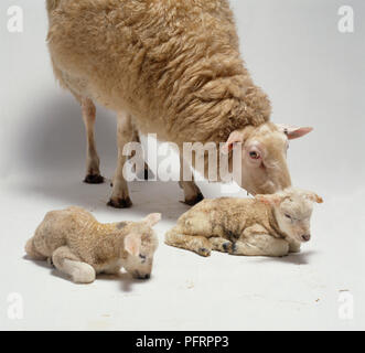 Ewe standing behind newborn twin lambs, looking down Foto Stock