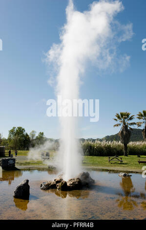 Stati Uniti, California, Napa Valley, Calistoga, vecchie fedeli della California geotermia geyser Foto Stock