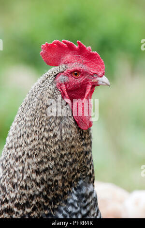 Testa del cuculo Marans rooster, close-up Foto Stock