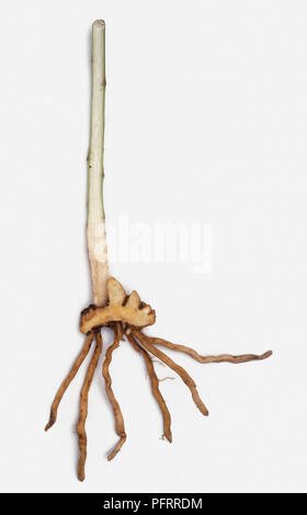 Asparagus officinalis bud e radici sullo stelo Foto Stock