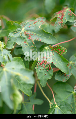 Acer sp. (Acero) foglie infestate con fiele acari (Eriophyidae) Foto Stock