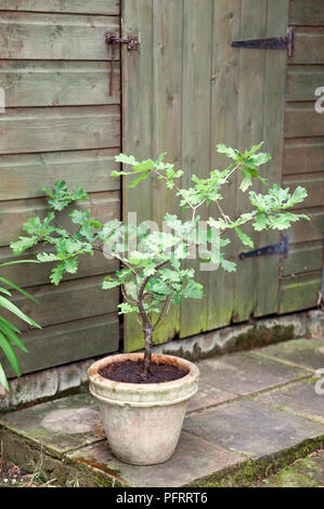 Quercus (rovere) alberello nel grande impianto pot sulla pavimentazione in pietra di fronte Tettoia da giardino Foto Stock