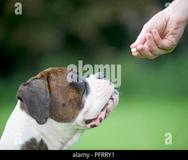 Cane Boxer in attesa di essere dato trattare, close-up Foto Stock