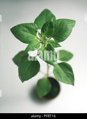 Close-up di foglie di vasi di piante di girasole Foto Stock