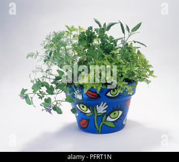 Erbe in maniera colorata pot verniciato, compresa la maggiorana, il prezzemolo, la salvia, l'aneto Foto Stock