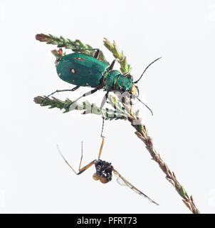 Green tiger beetle (Cicindela campestris) con la preda Foto Stock
