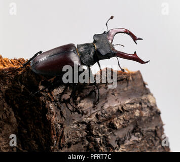 Stag beetle (Lucanidae) sul registro di legno, close-up Foto Stock