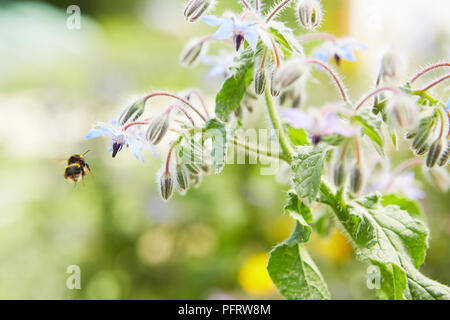 Bee attratti dal fiore di borragine Foto Stock