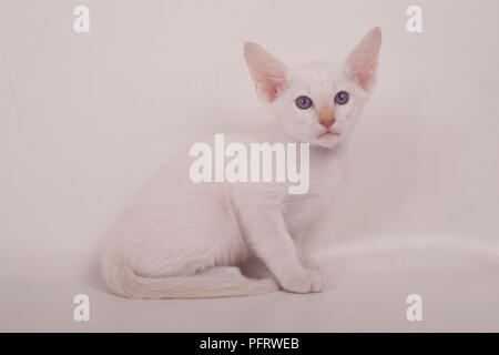 White Oriental Shorthair gattino con gli occhi blu, seduti, guardando la fotocamera Foto Stock
