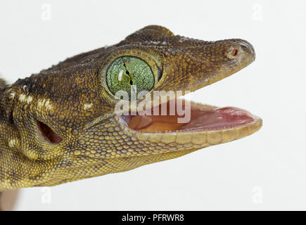 Green Eyed Gecko Foto Stock