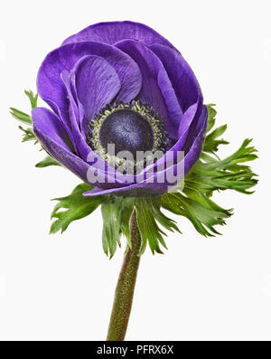 Anemone Foto Stock