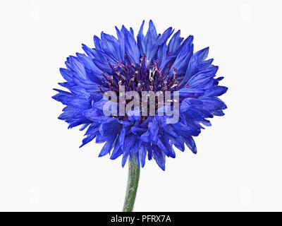 Fiordaliso Foto Stock