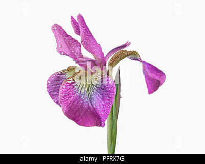 Rosa iris siberiano Foto Stock