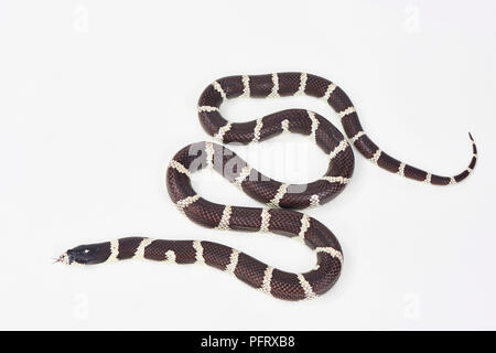 California re serpente Lampropeltis californiae Foto Stock