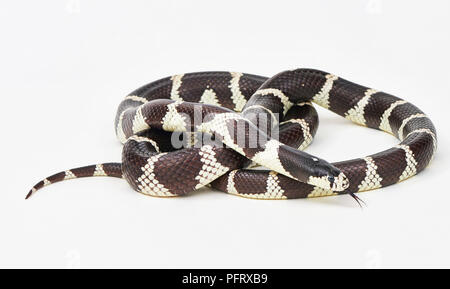 California re serpente Lampropeltis californiae Foto Stock