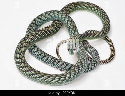 Verde West-African mamba, Dendroaspis viridis Foto Stock