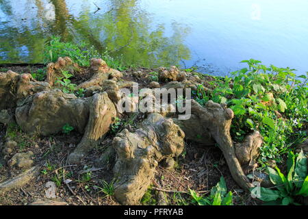 Baumwurzeln wachsen in einem kleinen vedere nach oben, Elfen und buffo Zuhause Foto Stock