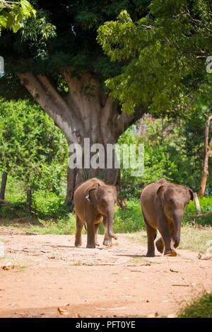 Vista verticale della baby elefanti a Udawalawe, Sri Lanka. Foto Stock