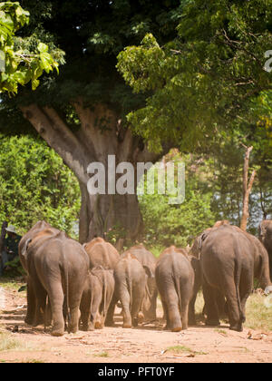 Vista verticale di giovani elefanti a Udawalawe, Sri Lanka. Foto Stock