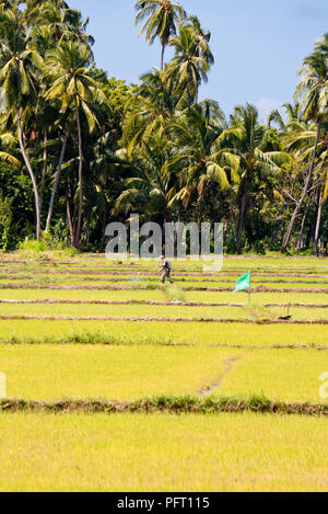 Vista verticale di un uomo la spruzzatura di pianticelle di riso crescente nelle risaie in Sri Lanka. Foto Stock