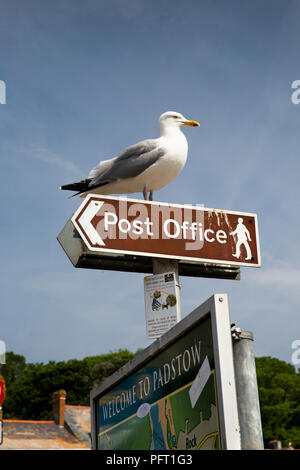 Regno Unito, Cornwall, Padstow, porto interno, gabbiano appollaiato sulla cima del Post Office segno di direzione Foto Stock