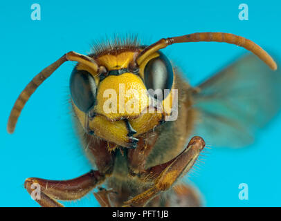 Hornet Vespa crabro closeup della testa Foto Stock