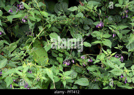 I fiori viola della Belladonna lungo il canale di Avon, bagno Somerset England Regno Unito Foto Stock