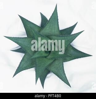 "Haworthia" venosa, piante succulente con foglie appuntite Foto Stock