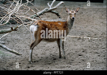 Femmina cervi sika (Cervus nippon) in piedi nel contenitore Foto Stock