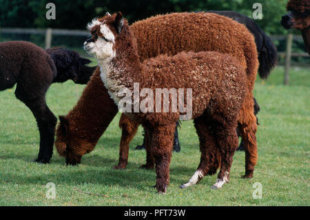 I giovani e gli adulti Alpaca (Vicugna pacos) in piedi e il pascolo di erba nel contenitore Foto Stock