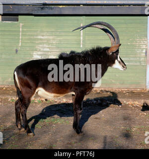 Marrone e bianco femmina Sable Antelope in piedi vicino edificio nel contenitore, mostrando, lungo le corna ricurve in profilo Foto Stock