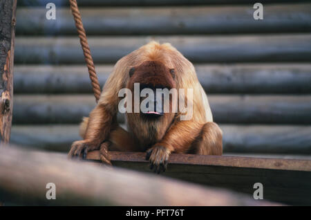 Rosso boliviano Howler (Alouatta sara) accovacciato su asse di legno nel contenitore, con la lingua fuori Foto Stock