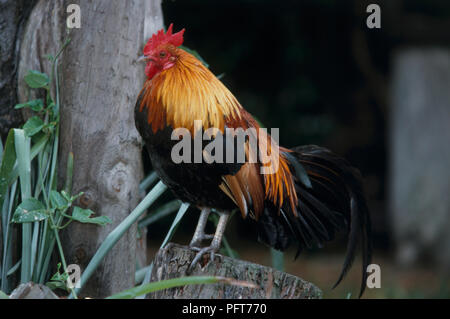 Maschio rosso Junglefowl (Gallus gallus) appollaiate su log in contenitore Foto Stock