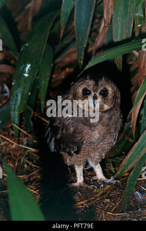 Captive Marsh Owl (Asio capensis) in piedi nel sottobosco umido con piumaggio scuro agendo come camouflage Foto Stock