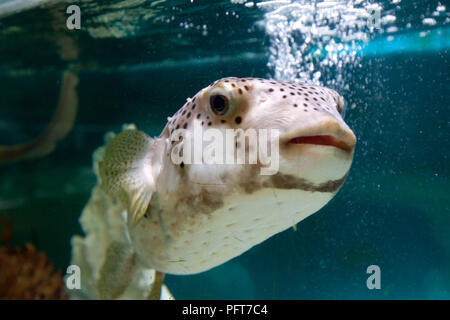 Stati Uniti d'America, Stato della Florida, West Palm Beach City South Florida Science Museum, il pesce palla Foto Stock