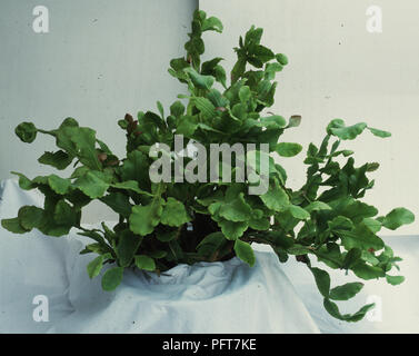 Rhipsalis . crispata e rigoglioso di piante di cactus Foto Stock