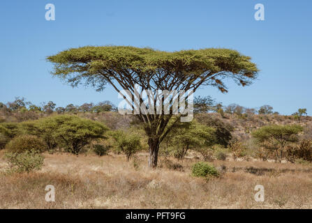 Ombrello di alberi di acacia tendono ad essere isolato da qualsiasi altra grandi piante in Botswana Foto Stock