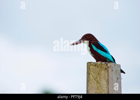 Sri Lanka, della Provincia Meridionale, Midigama, Kingfisher appollaiate su palo Foto Stock