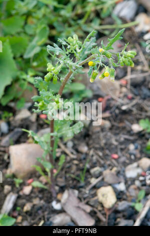 Senecio vulgaris (Groundsel) Foto Stock