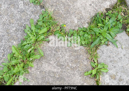 Le erbacce che crescono in spazi vuoti tra le pietre per pavimentazione Foto Stock