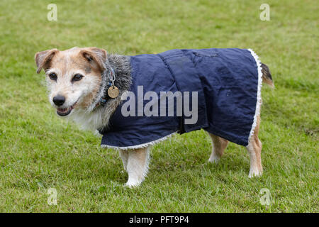 Anziani Jack Russell nel giardino indossando cappotto di cane Foto Stock