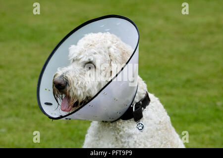 Labradoodle: indossando elizabethan collare Foto Stock