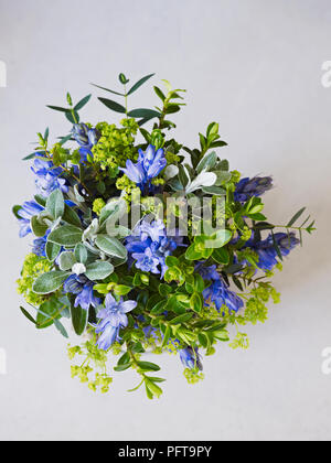 Bouquet di primavera, Alchemilla mollis, Bluebell, Senecio, hebe, parvifolia eucalipto Foto Stock