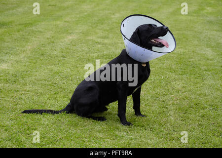 Il Labrador indossando un collare elizabethan Foto Stock