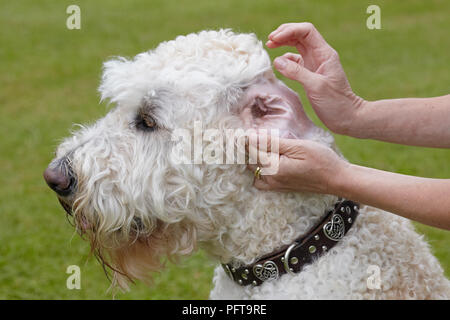 Labradoodle: proprietario controllare le orecchie Foto Stock